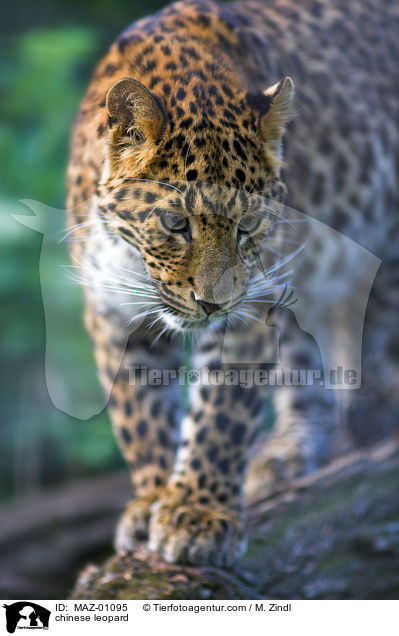 Chinesischer Leopard / chinese leopard / MAZ-01095