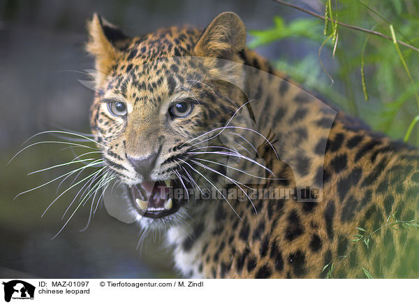 chinese leopard / MAZ-01097