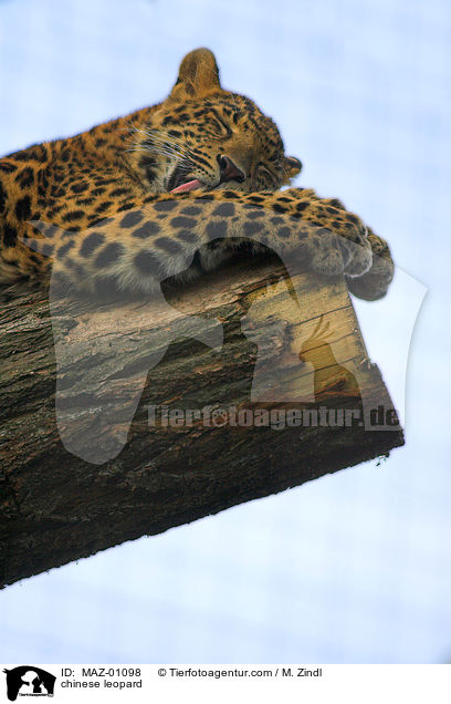 chinese leopard / MAZ-01098