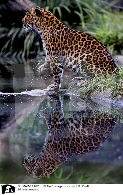 Chinesischer Leopard / chinese leopard / MAZ-01102