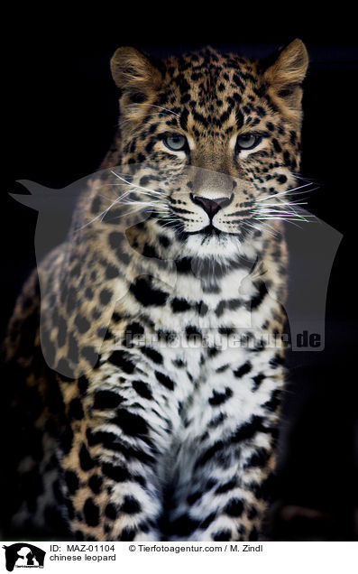 chinese leopard / MAZ-01104