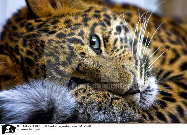 chinese leopard / MAZ-01107