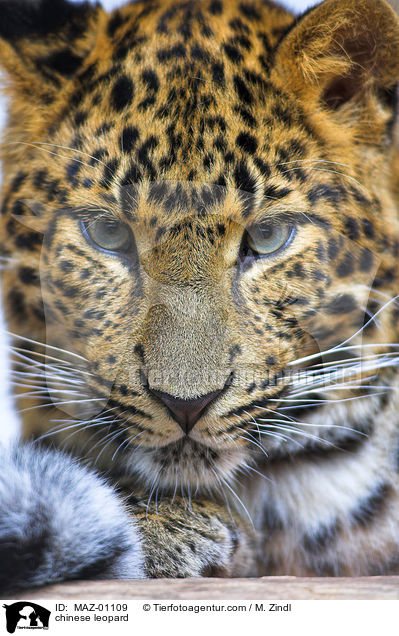 Chinesischer Leopard / chinese leopard / MAZ-01109