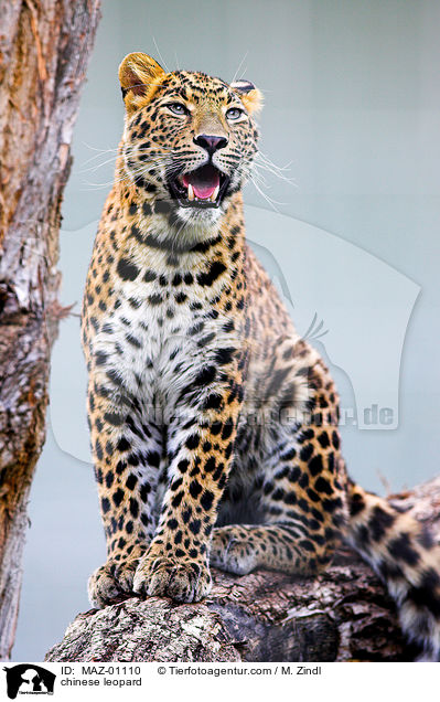 chinese leopard / MAZ-01110