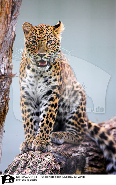 chinese leopard / MAZ-01111