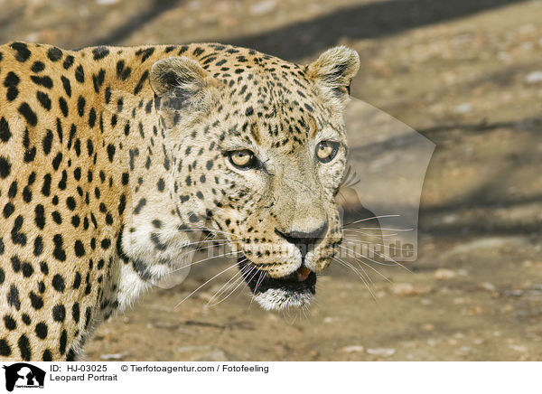 Leopard Portrait / HJ-03025