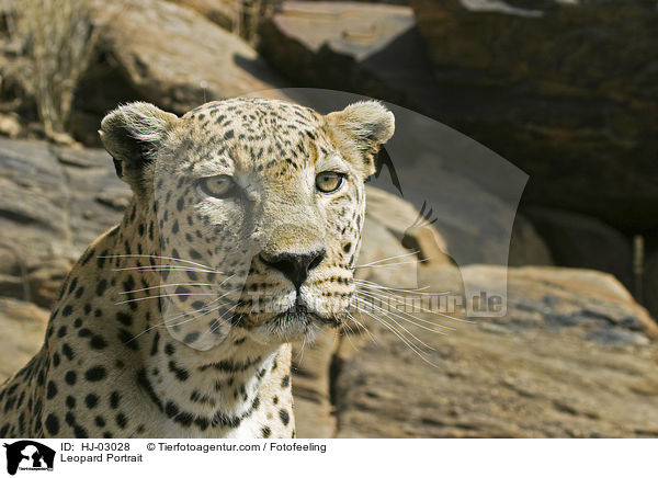 Leopard Portrait / Leopard Portrait / HJ-03028