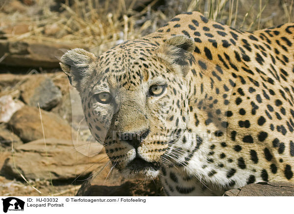 Leopard Portrait / HJ-03032