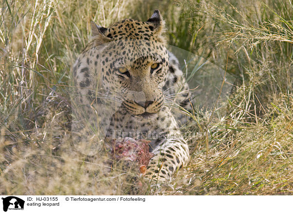 fressender Leopard / eating leopard / HJ-03155