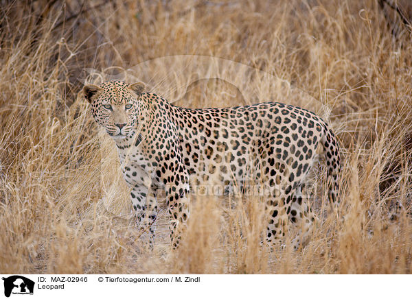 Leopard / MAZ-02946