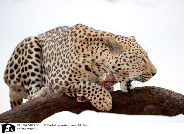 fressender Leopard / eating leopard / MAZ-02950