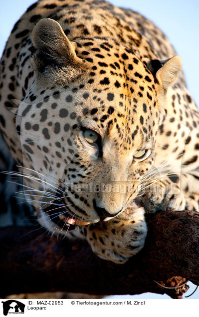 Leopard / MAZ-02953