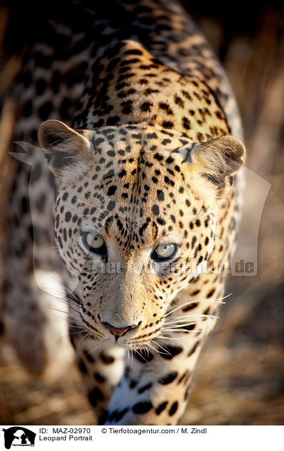 Leopard Portrait / MAZ-02970