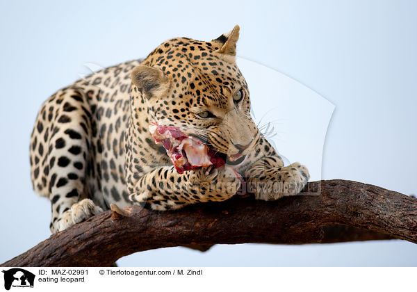fressender Leopard / eating leopard / MAZ-02991