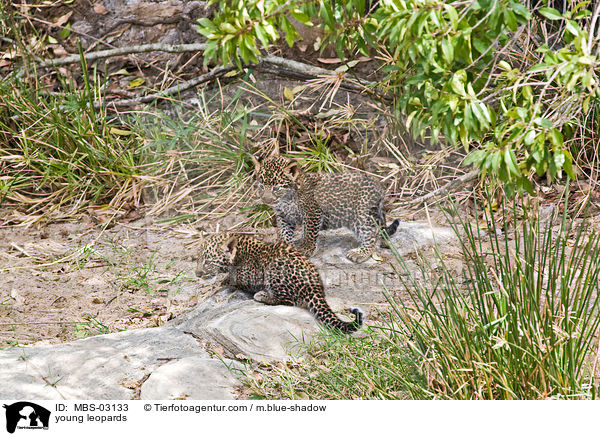 Leopardenbabys / young leopards / MBS-03133