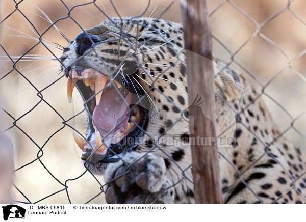 Leopard Portrait / Leopard Portrait / MBS-06816