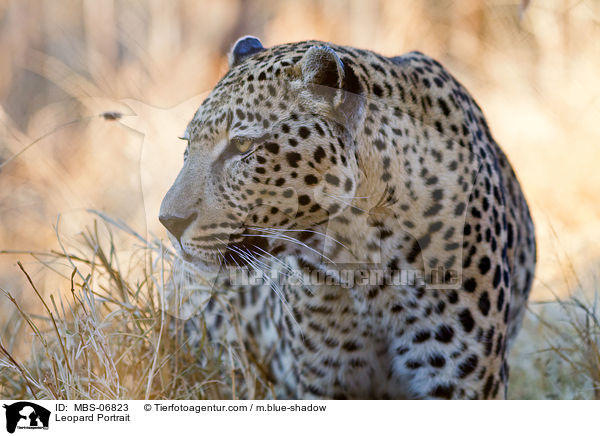 Leopard Portrait / Leopard Portrait / MBS-06823