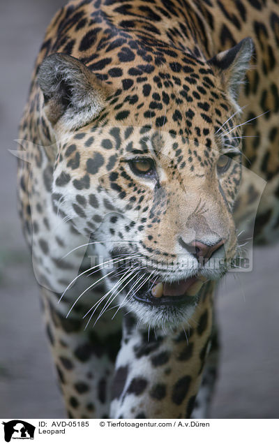 Leopard / Leopard / AVD-05185