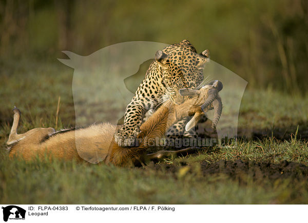 Leopard / FLPA-04383
