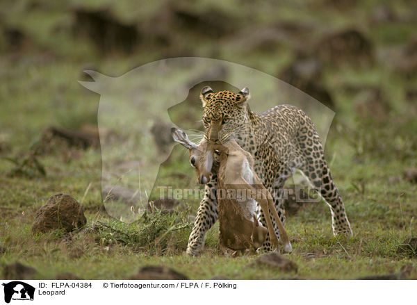 Leopard / Leopard / FLPA-04384