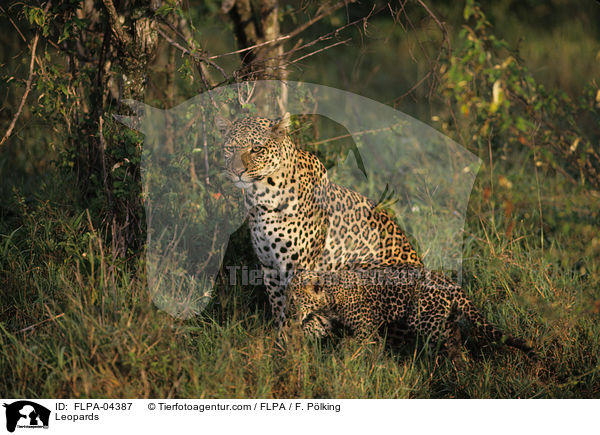 Leoparden / Leopards / FLPA-04387