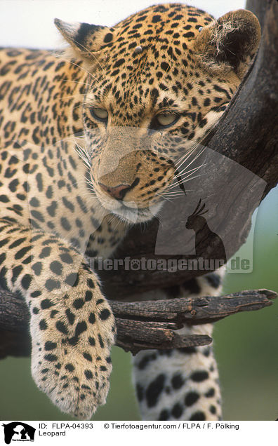 Leopard / Leopard / FLPA-04393