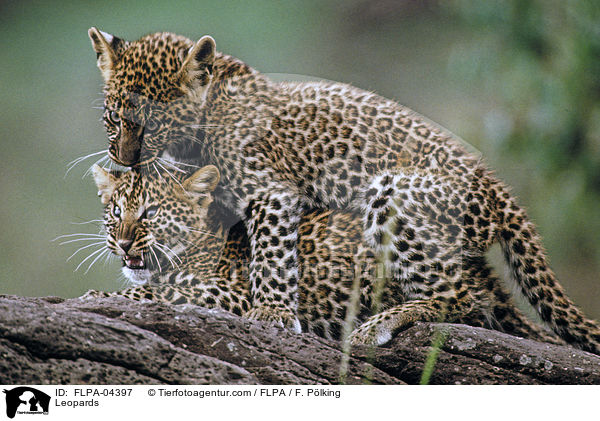 Leoparden / Leopards / FLPA-04397