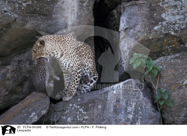 Leoparden / Leopards / FLPA-04398