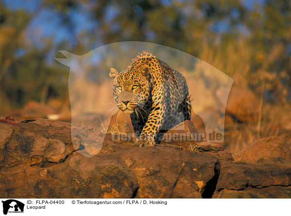 Leopard / Leopard / FLPA-04400