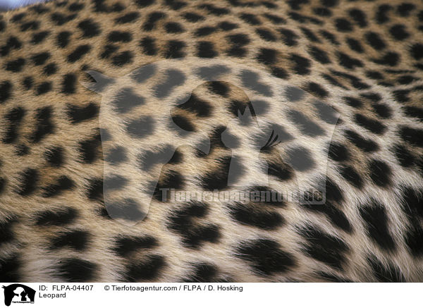 Leopard / Leopard / FLPA-04407