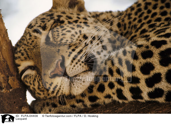 Leopard / Leopard / FLPA-04408