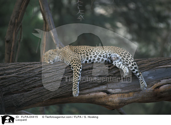 Leopard / Leopard / FLPA-04415