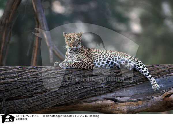 Leopard / Leopard / FLPA-04418
