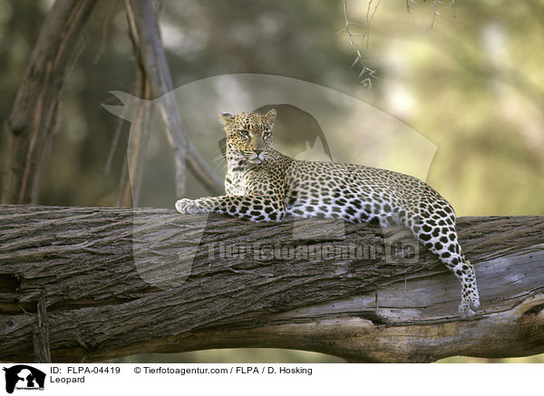Leopard / Leopard / FLPA-04419