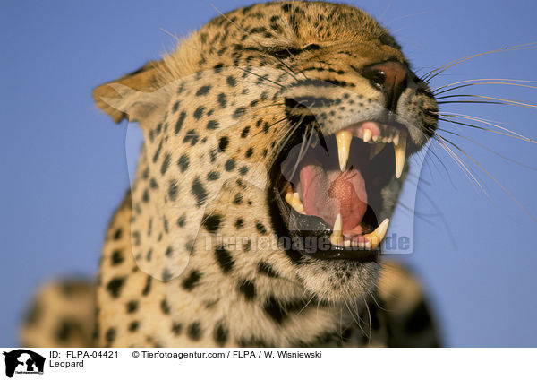 Leopard / Leopard / FLPA-04421