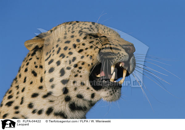 Leopard / Leopard / FLPA-04422