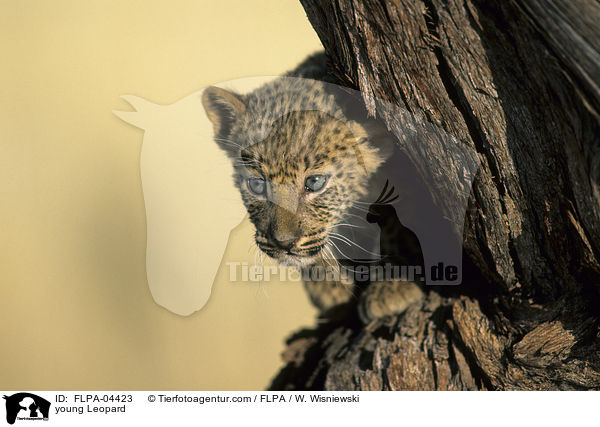junger Leopard / young Leopard / FLPA-04423