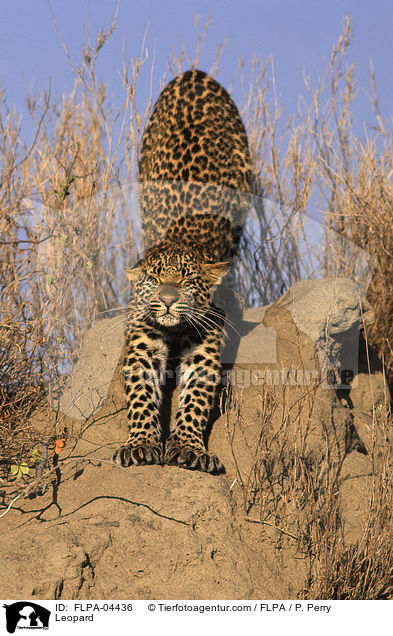Leopard / FLPA-04436