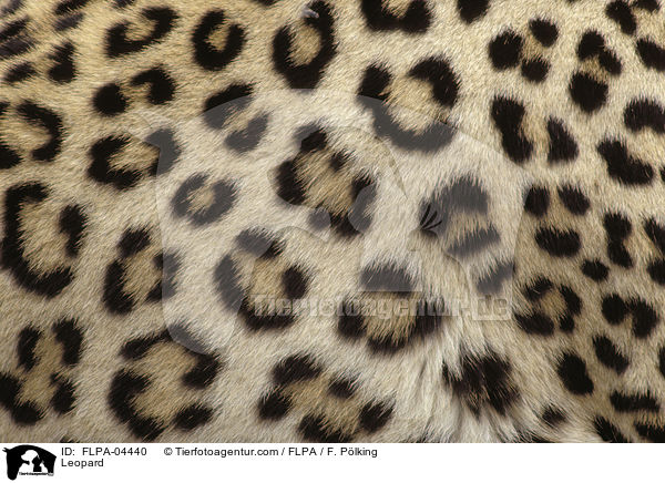 Leopard / Leopard / FLPA-04440