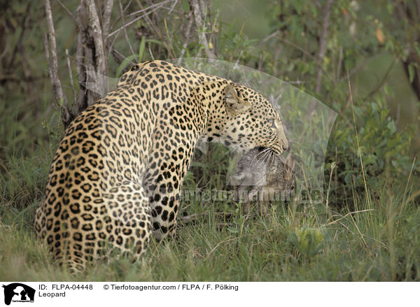 Leopard / Leopard / FLPA-04448
