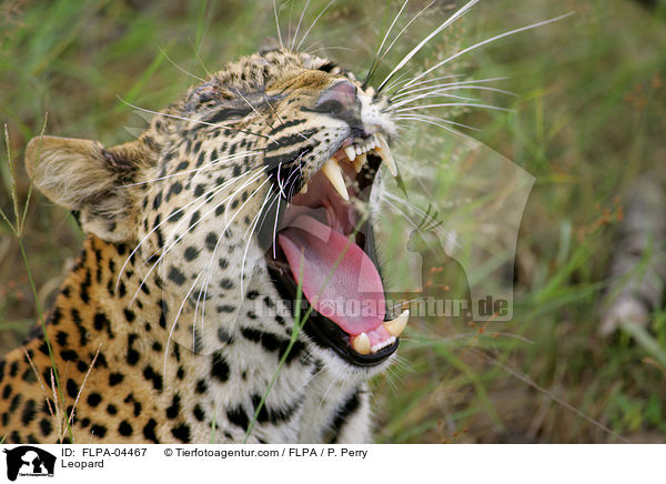 Leopard / Leopard / FLPA-04467