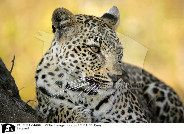 Leopard / FLPA-04469