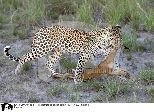 Leopard / Leopard / FLPA-04481