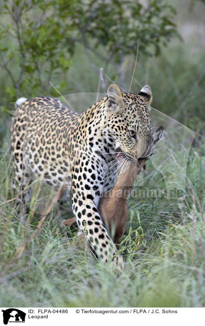Leopard / FLPA-04486