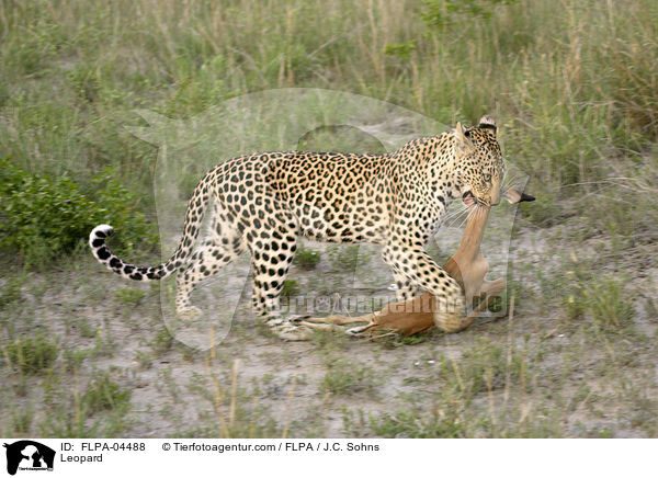 Leopard / Leopard / FLPA-04488