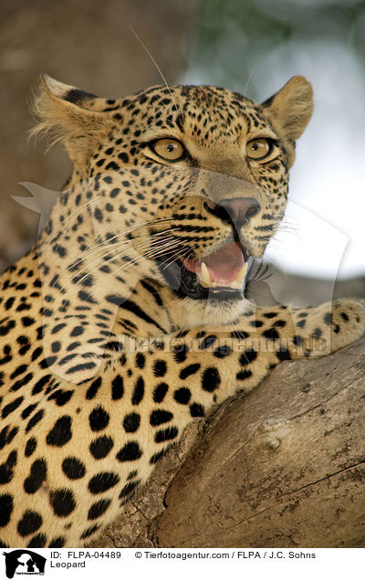 Leopard / Leopard / FLPA-04489