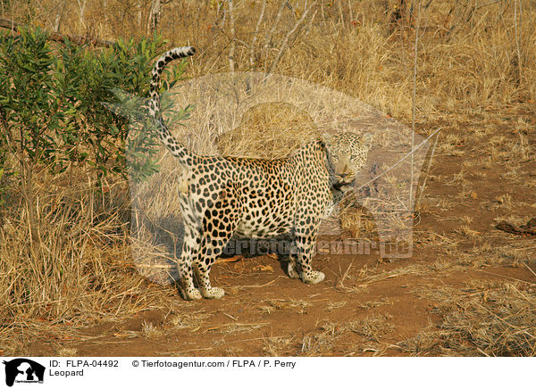 Leopard / FLPA-04492