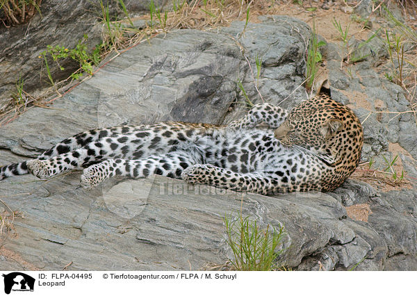 Leopard / Leopard / FLPA-04495