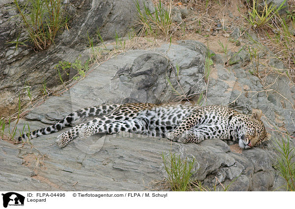 Leopard / Leopard / FLPA-04496