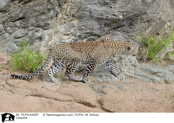 Leopard / Leopard / FLPA-04497